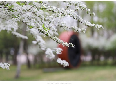 [4월 흰색꽃나무] 올림픽공원의 조팝나무가 있는 풍경