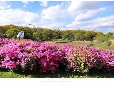 산철쭉이 아름답게 핀 올림픽공원 88호수의 봄