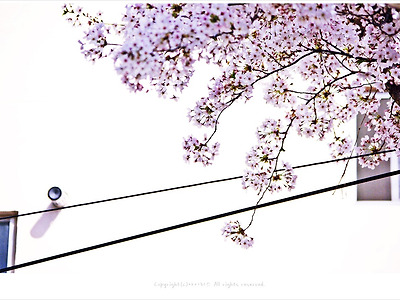 [3월 꽃나무] 소복히 쌓인 꽃잎도 아름다운 벚꽃 - 부산 가야에서