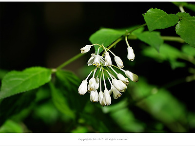 [5월 흰색꽃나무] 고추나무꽃 - 오대산 5월 야생화