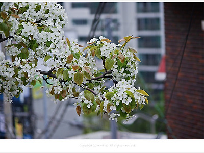 [4월 흰꽃나무] 하얀 배나무꽃(배꽃) 향기- 부산 가야
