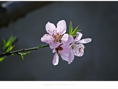 [4월 꽃나무] 연분홍 예쁜 복사꽃이 피었습니다 - 부산 가야