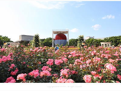 올림픽공원 장미광장, 아름다운 장미꽃이 활짝