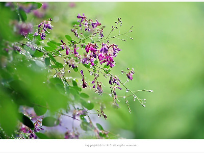 [7월 자주색꽃나무] 물방울 맺힌 싸리나무꽃