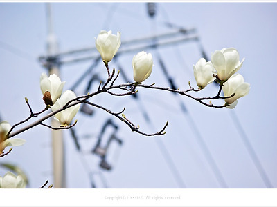 [3월 하얀 꽃나무] 꽃봉오리를 터트린 백목련