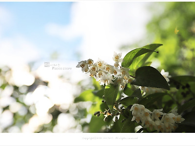 [5월 흰색꽃나무] 쪽동백나무꽃과 비슷한 빈도리 - 올림픽공원 야생화