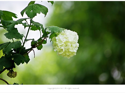 [5월 흰색꽃나무] 불두화(수국백당나무) 이야기