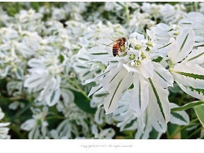 [9월에피는꽃] 설악초(월광초.야광초) - 눈이 내린것 처럼 하얀꽃