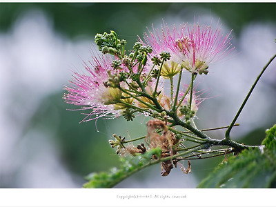 [7월 분홍색꽃나무] 부부금실을 상징하는 자귀나무(여설수.합환수.야합수)꽃