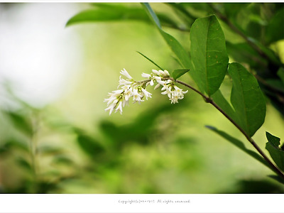 [5월 흰색꽃나무] 진한 향기 쥐똥나무꽃 이야기