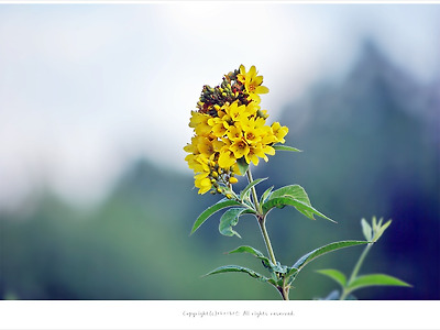 [7월에 피는 노란색꽃] 좁쌀풀(황련화.가는좁쌀풀) - 여름야생화
