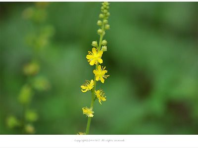 [8월에 피는 노란색꽃] 짚신나물(선학초.용아초) - 여름야생화