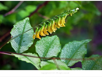 [5-6월에피는 노란색꽃] 노랑갈퀴 - 우리나라 고유 특산식물