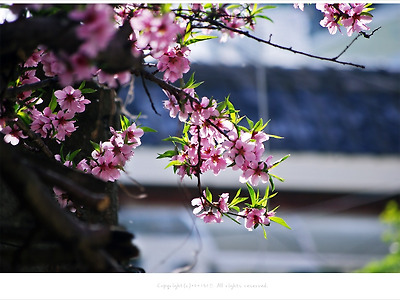 [4월 분홍꽃나무] 복사꽃(복숭아나무꽃) 연가 - 부산 가야