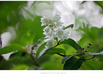 [5월 흰색꽃나무] 만첩빈도리 이야기  - 올림픽공원 야생화