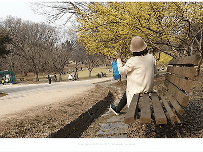 서울 올림픽공원 봄꽃구경,  노란 산수유꽃이 활짝