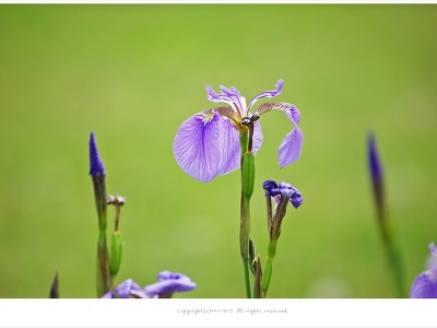 [5월 보라색야생화] 부채붓꽃 이야기 - 올림픽공원 야생화