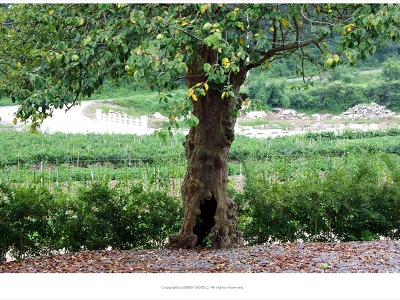 [여름풍경] 모과나무가 있는 풍경 - 화순 남정리 마을
