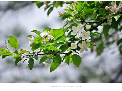 [4월 흰꽃나무] 분홍꽃봉오리가 흰색으로 변하는 꽃사과나무꽃과 열매