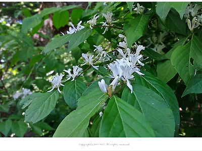 [5월 흰색꽃나무] 괴불나무 - 오대산 전나무숲길 야생화
