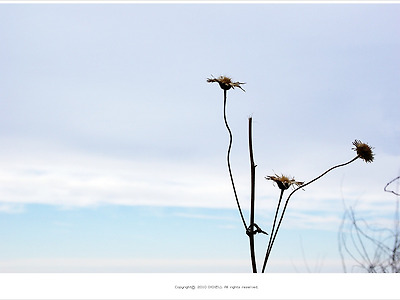 [가을풍경] 지리산 정령치에서 만난 마른 풀꽃
