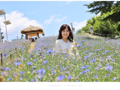 올림픽공원 인물사진, 들꽃마루 꽃밭에서 - cosmos
