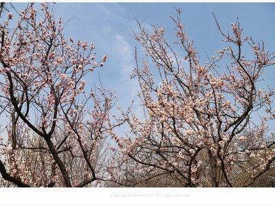 서울 꽃구경 나들이, 올림픽공원 봄꽃의 향연