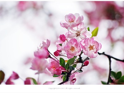 [4월 분홍꽃나무] 연분홍 꽃잎이 아름다운 서부해당화