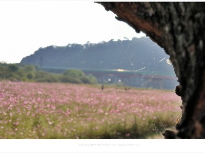 [감성모드] 파주 코스모스 꽃밭과 거미줄