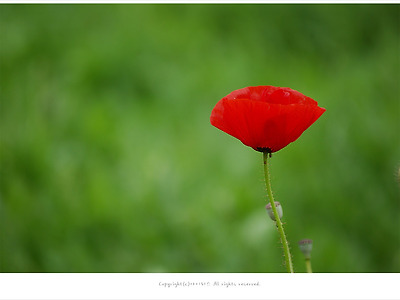 [5월 붉은꽃] 들꽃마루 양귀비 - 올림픽공원 들꽃마루