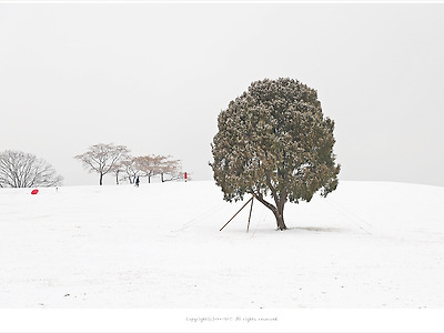 올림픽공원 나홀로나무의 눈내린 후 겨울풍경 - #3