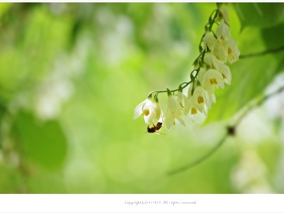 [5월 흰색꽃나무] 향기로운 쪽동백나무꽃  - 올림픽공원
