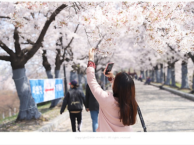 올림픽공원 벚꽃 맛집, 팔각정(몽촌정)에 활짝 핀 벚꽃향기