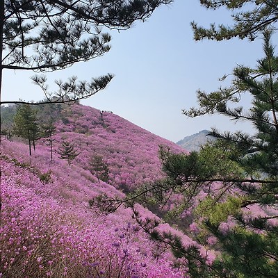 4월 등산 가볼만한 곳 천주산 진달래꽃 구경하기