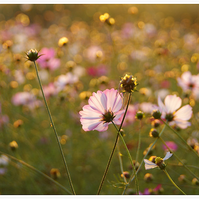 하늘공원 억새축제 2013.10.18