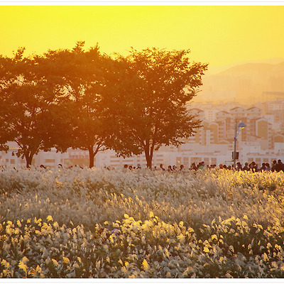 하늘공원 억새축제 2013.10.22