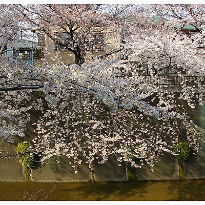 샤쿠지이 벚꽃 2009.04.03