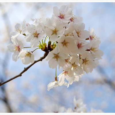 서대문 안산 2014.04.04