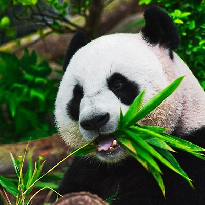 대나무 먹는 팬더 사진
