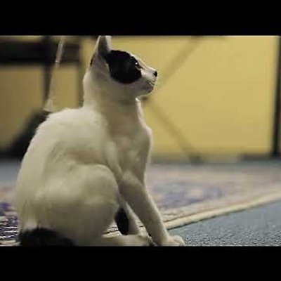 [클립영상 소스] 고양이 영상
