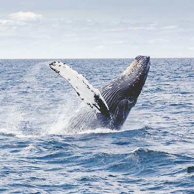 고래 사진 촬영