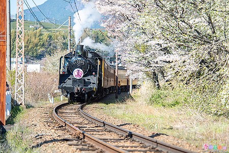 [일본] 시즈오카(静岡)의 벚꽃 명소 이에야마(家山) 역