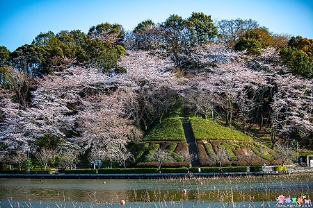 [일본] 시즈오카(静岡)의 벚꽃 명소 렌게지호수공원(連華寺池公園)