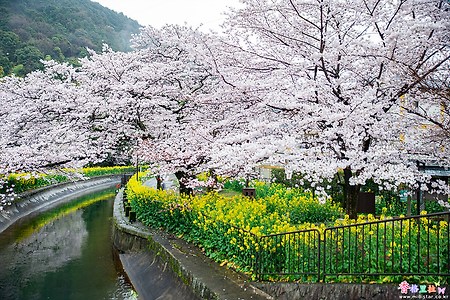 [일본] 교토(京都)의 벚꽃 명소 야마시나 소수이(山科疏水)