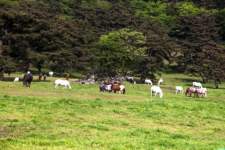 목장