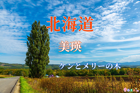 2019 홋카이도(北海道) 가을 단풍여행, 비에이(美瑛) 켄과메리의나무(ケンとメリーの木)