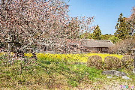 [일본] 시즈오카(静岡)의 벚꽃 명소 카리야도노시모우마 사쿠라(狩宿の下馬桜)