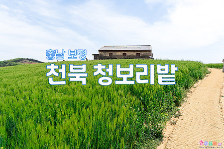 충남 보령, SBS 드라마 '그 해 우리는' 촬영지 천북 청보리밭