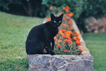 검은고양이 꿈해몽 22가지.