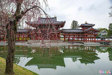[일본] 교토(京都)의 벚꽃 명소 뵤도인(平等院)
